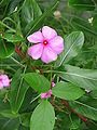 Catharanthus roseus