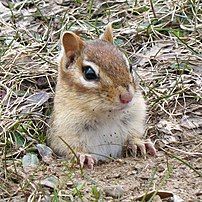 Peeking out of burrow