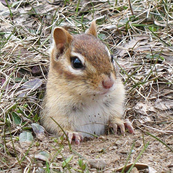 File:Chipmunk burrow.jpg