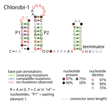 File:Chlorobi-1-RNA.svg