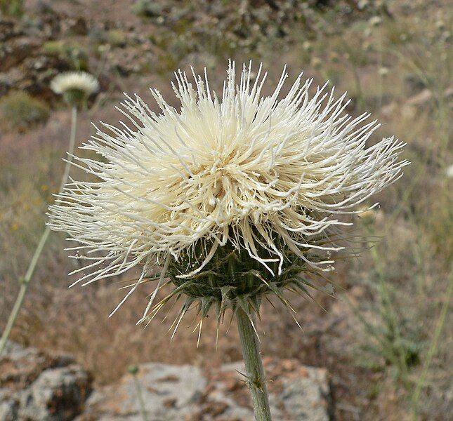 File:Cirsium neomexicanum 6.jpg