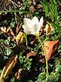 Crocus pulchellus 'Albus'