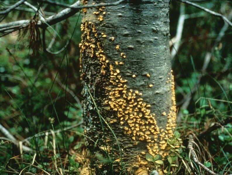 File:Cronartium ribicola0.jpg