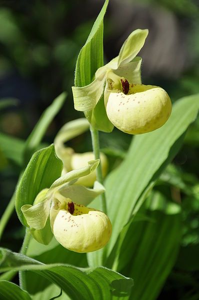 File:Cypripedium flavum.JPG