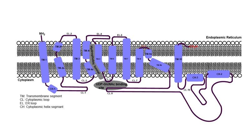 File:DPAGT1 topology.tif