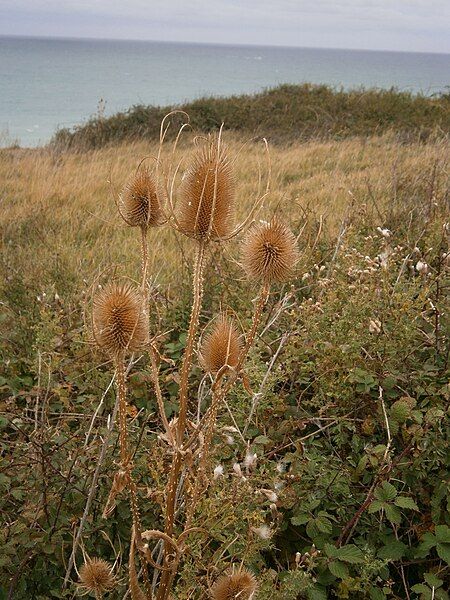 File:Dipsacus fullonum fruits.jpg