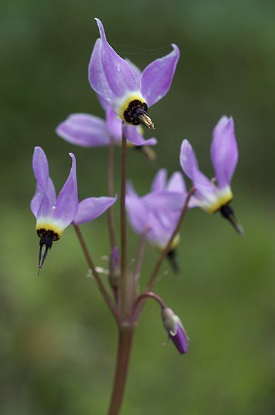 File:Dodecatheon hendersonii.jpg