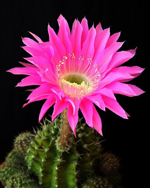 File:Echinopsis unidentified.jpg