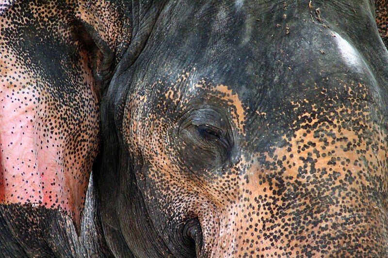 File:Elephant - Guruvayur.JPG