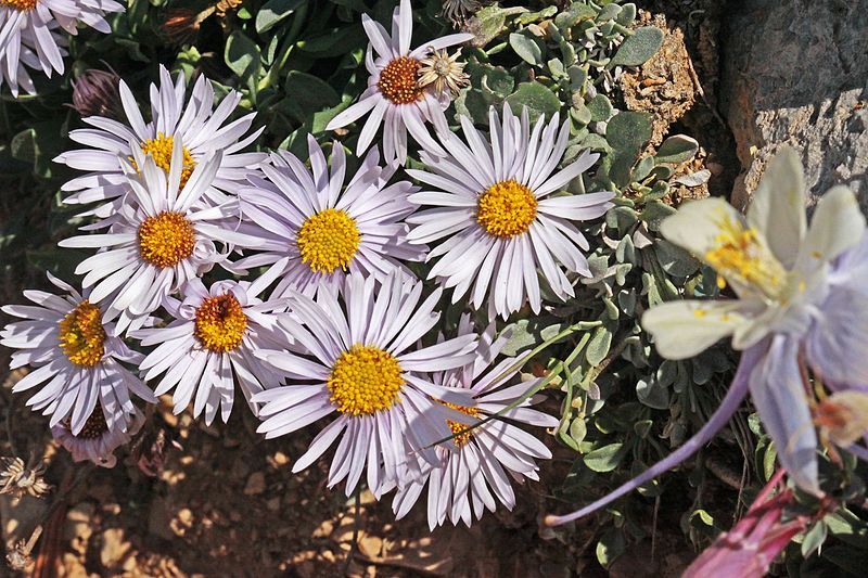 File:Erigeron leiomerus4.jpg