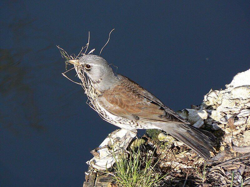 File:Fieldfare.JPG