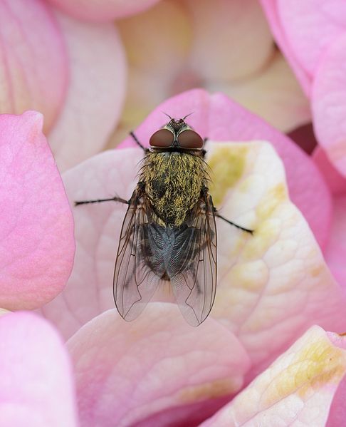 File:Fly June 2013-7.jpg