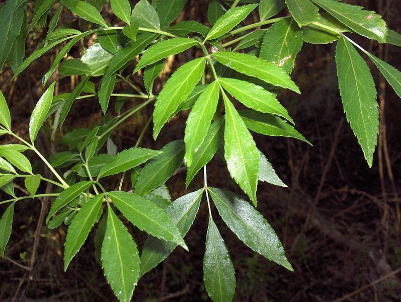 File:Fraxinus caroliniana foliage.jpg