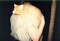 Golden Brushtail Possum at Gondwana Rainforest Sanctuary