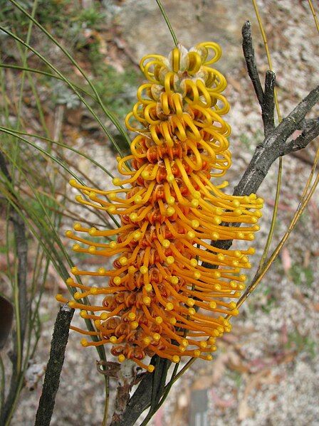 File:Grevillea excelsior.jpg