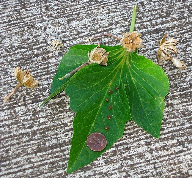 File:Hibiscus hastatus seed.jpg