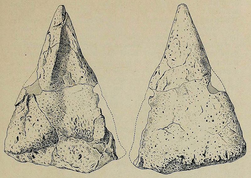 File:Hierosaurus spine.jpg