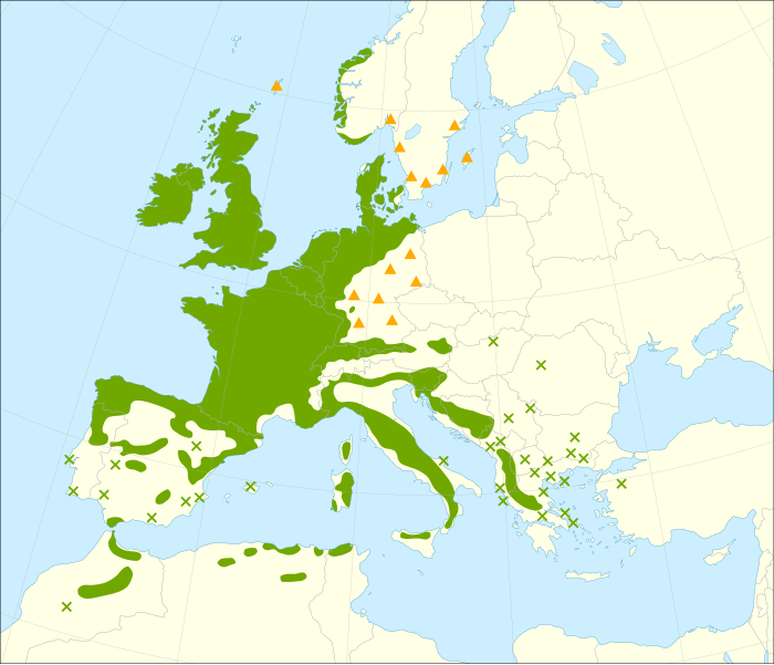 File:Ilex aquifolium range.svg