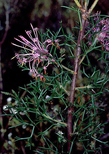 File:Isopogon heterophyllus.jpg