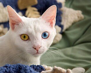 Odd-eyed cat