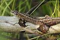 Hatchling on a flower Sand lizard