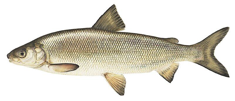 File:Lake whitefish1.jpg