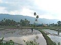 Paddy Fields