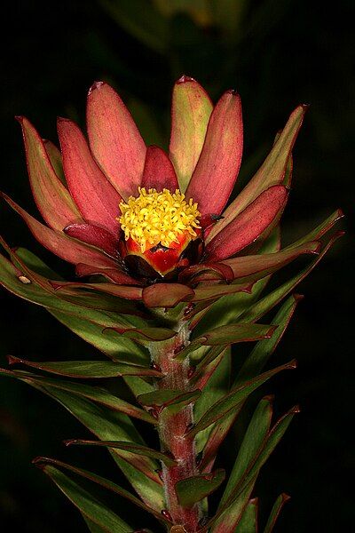 File:Leucadendron sessile 0222.jpg