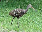 A tall brown bird covered in white spots strides through grass