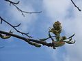 Liquidambar styraciflua flowers