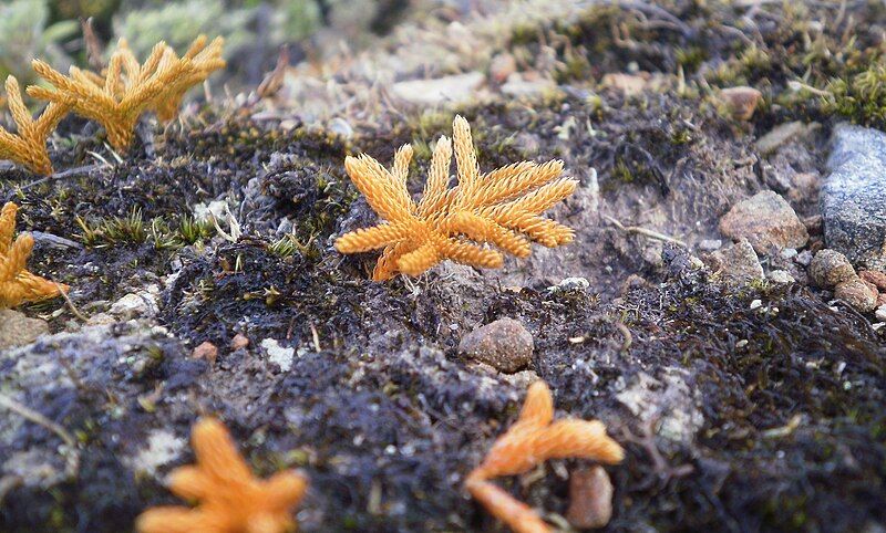 File:Lycopodium fastigiatum 11.JPG