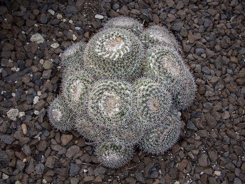 File:Mammillaria parkinsonii (70369).jpg