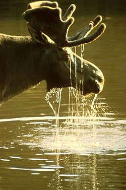 A picture of a moose