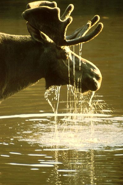 File:Moose.jpg