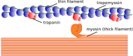 Myofilament