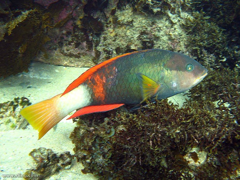 File:Notolabrus gymnogenis (male).jpg