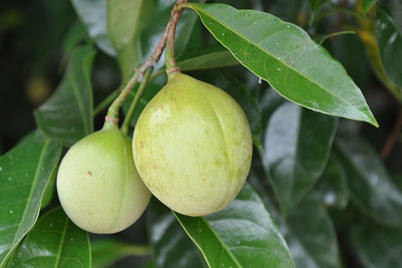 File:Nutmeg on Tree.jpg