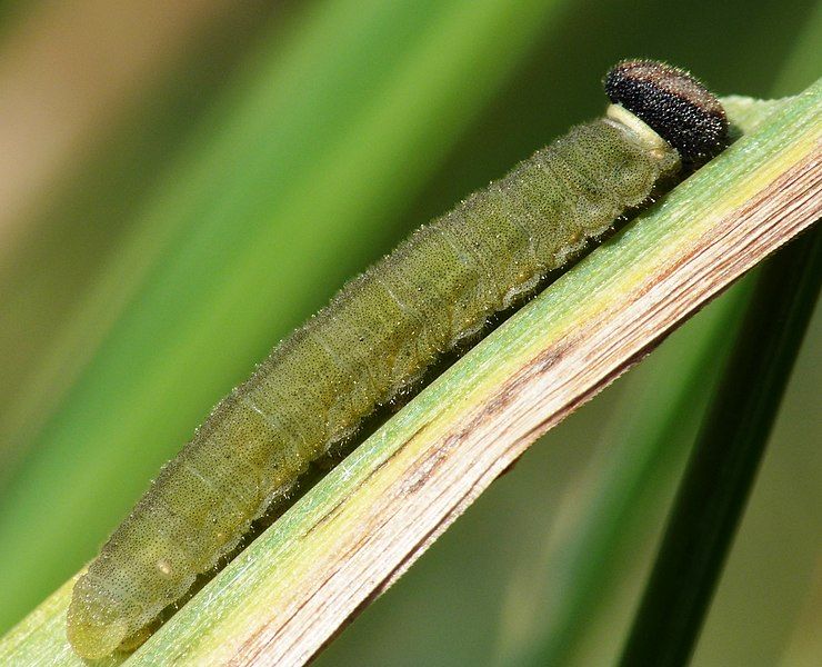 File:Ochlodes sylvanus, caterpillar.JPG