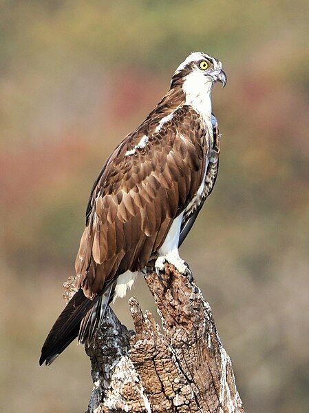 File:Osprey Bird.jpg