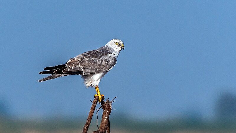 File:Pallid Harrier Male.jpg