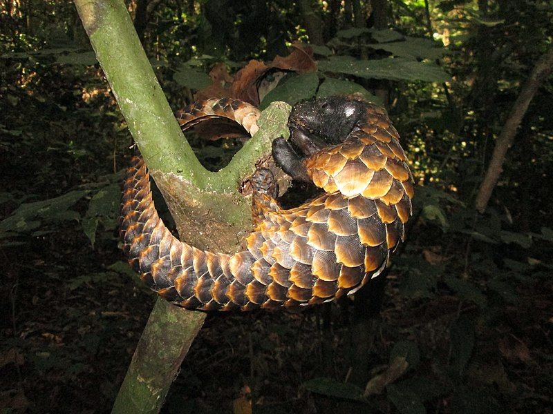 File:Pangolin.jpg