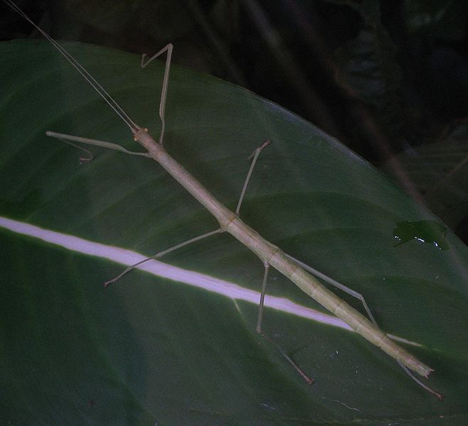 File:Paraclonistria nigramala01.jpg