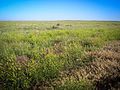 Uninterrupted prairie