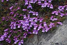 Mat of green leaves upon a rock with numerous lavender tube shaped flowers