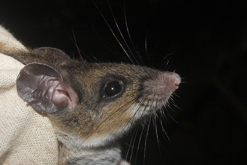 File:Peromyscus mexicanus 59794554.jpg