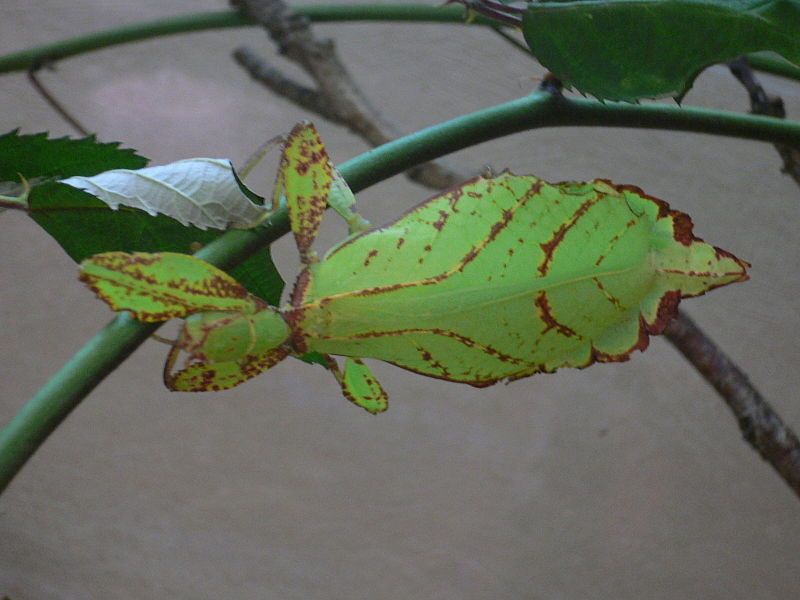 File:Phyllium.sp.JPG