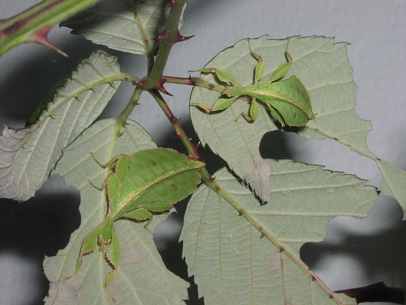 File:Phyllium celebicum2.JPG