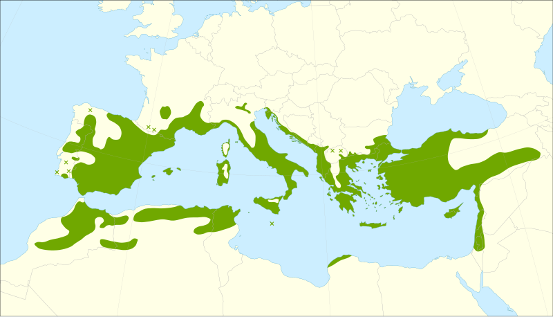 File:Pistacia terebinthus range.svg