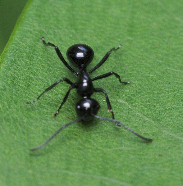 File:Polyrhachis demangei.jpg