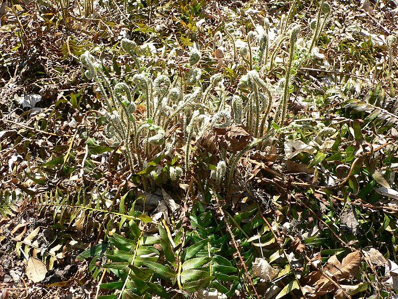 File:Polystichum acrostichoides 2.jpg